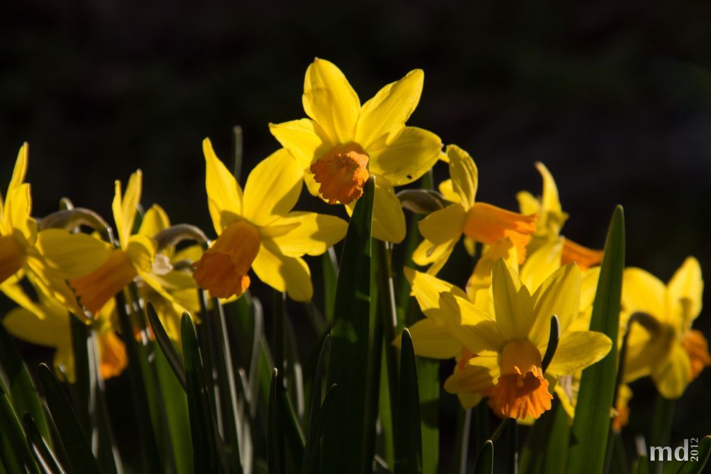 Blumen am Wegesrand