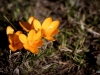 Krokusse im Park