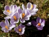 Krokusse :D!