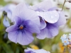 Blüten nach Regenguss