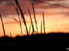 Sonnenuntergang im Feld