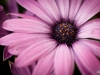 Blüte ganz groß