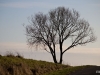 Mein \"immer dabei\"-Motiv: Der Baum auf dem Hügel