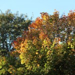 Ein Baum in Clausthal