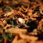 Kastanien-Herbstlaub