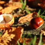 Kastanie im Herbstlaub