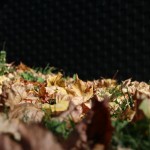Gefallene Blätter am Stamm
