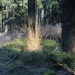 Lichtspiele im Wald: Gräser im Sonnenlicht