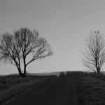 Der Weg ins Feld - heute mal in s/w