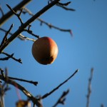 Herbstgruß am laubfreien Baum