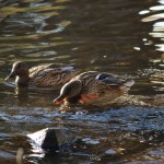 Enten am Einlauf vom Mühlengraben