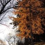 Birke im Sonnenlicht
